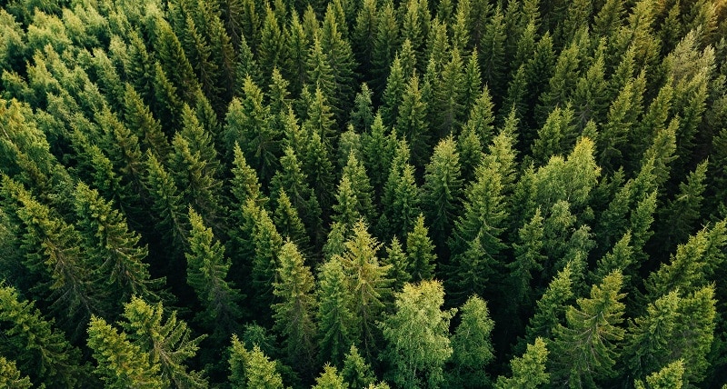 canopy trees